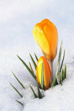 harbingers022022.jpg