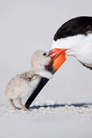 mamqaslove022422.jpg