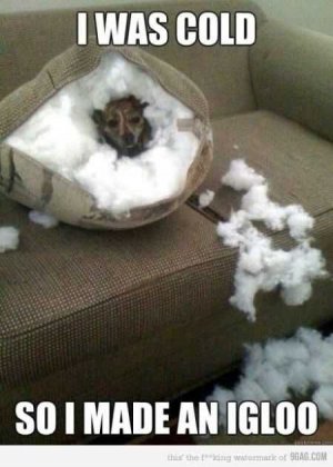 32-Best-Funny-Animal-Pictures-QuotesHumor.jpg