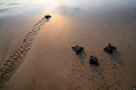 turtles2.jpg