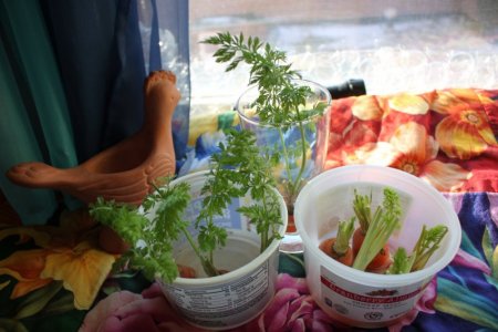 garden.JPG