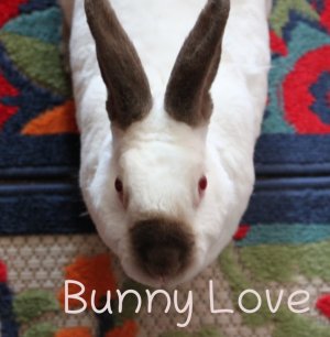 bunny_love_crp.JPG