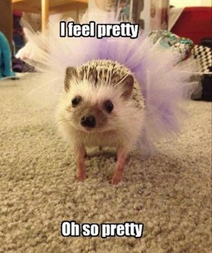 1700462684-funny-pretty-animals.jpg