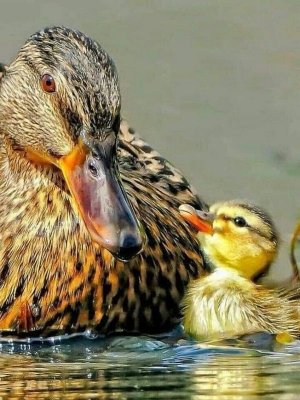 motherslove022122.jpg