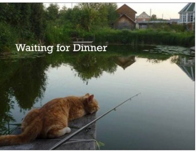 cat dinner.28.06  copy.jpg