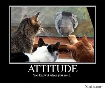 2102387661-funny-pictures-funny-quotes-sayings-funny-kids-funny-animals-humor-Favim_com-696063.jpg