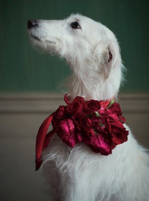tumblr_dd59ae6a93bf6f6a5c8ba7ee4656609c_7ec31fb5_1280.jpg