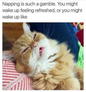 cattitude022522.jpg