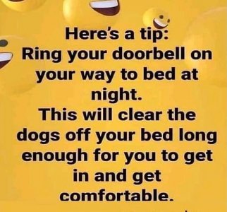 dogs022622.jpg
