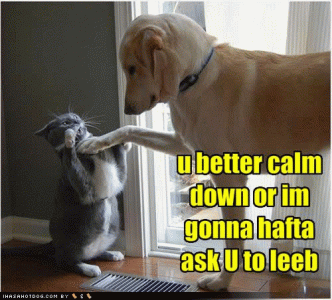 cat dog calm down.gif