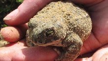 Natterjack.jpg