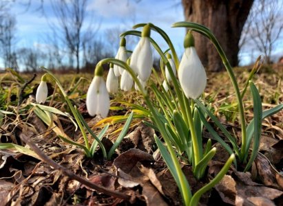 snowdrops.jpg