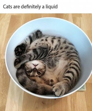 cattitude022722.jpg