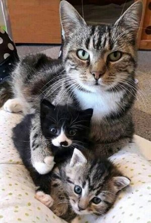 cutekittens022722.jpg