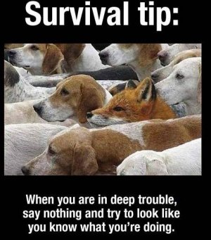 survivalfox.jpg