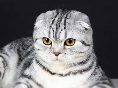 scottish-fold-1.jpg
