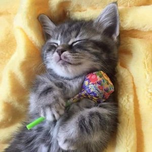 cutekittens030122.jpg