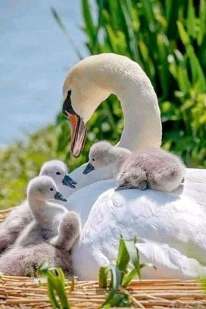 motherslove030222.jpg