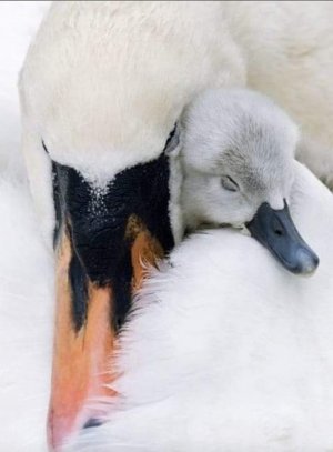 motherlove030522.jpg