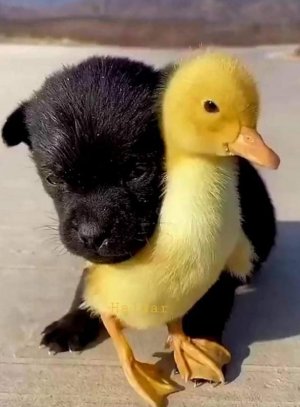 animalfriends030322.jpg