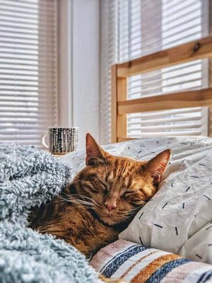 cattitude030122.jpg