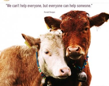 cows030122.jpg