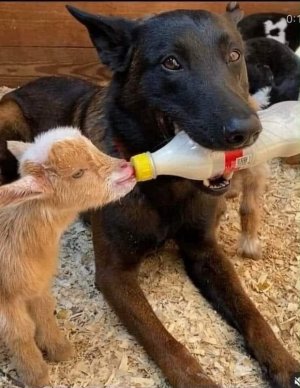 animalfriends039222.jpg