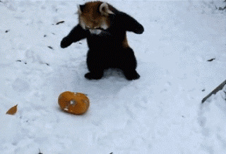 X4Kx.gif