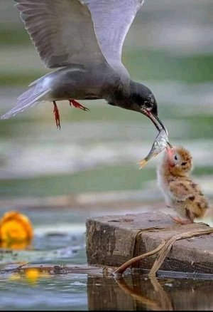 motherslove030122.jpg