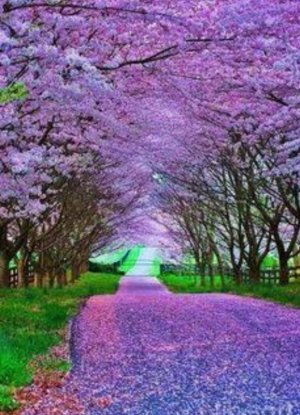 follow purp 998.jpg