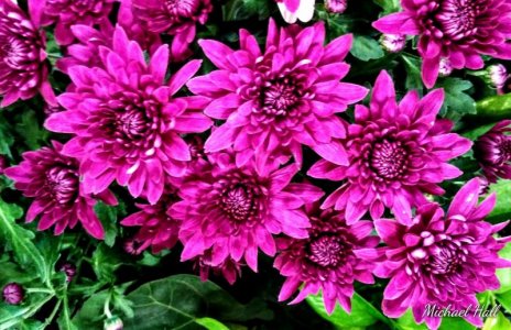 purple stuff 88.jpg