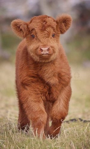 cows030222.jpg