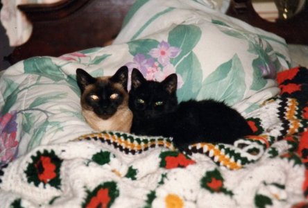 catshot12.jpg