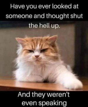 joke cat 23.jpg