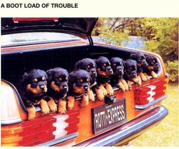 PUPS Car.jpg