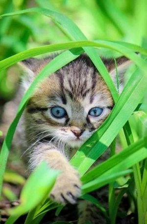 cutekittens030422.jpg