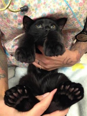 cutekittens030522.jpg