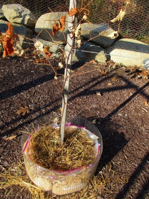 #27B winter mulch.JPG