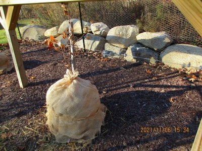 #27C winter mulch.JPG