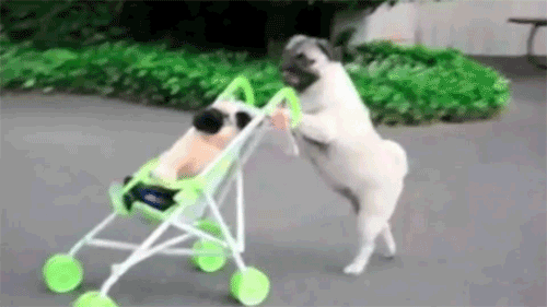001-funny-animal-gifs-dog.gif