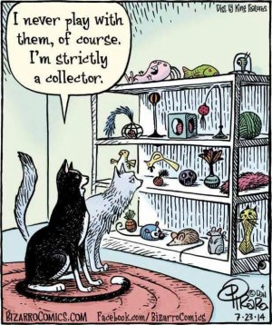 cat collector.jpg