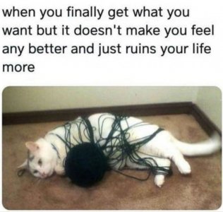 cat wool.jpg