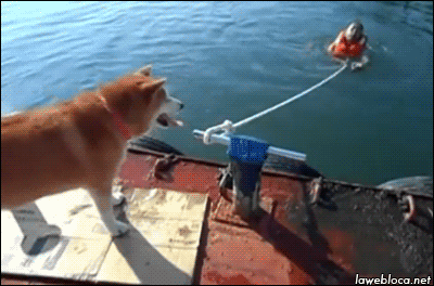 01-funny-gif-136-shiba-inu.gif