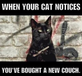 cat couch.jpg
