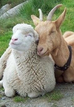 goat_shp.jpg