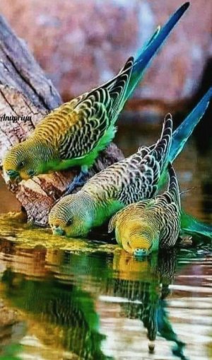 birds030822.jpg
