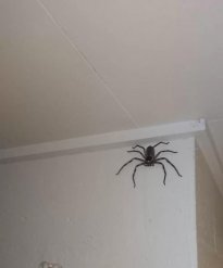 spider.jpg