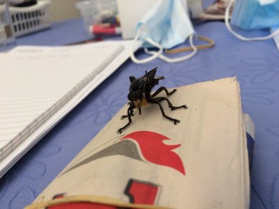 assassin fly.JPG