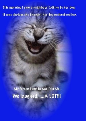 cat talk.jpg