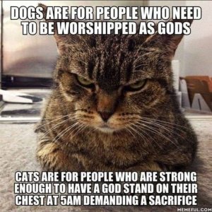 cattitude030822.jpg